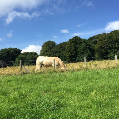 The white bull who owned Robb Stark's camp