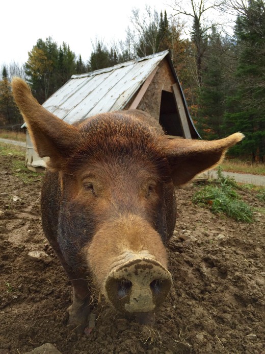 Prudence the Pig in Vermont