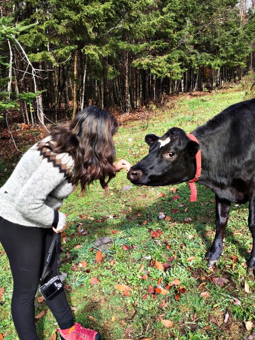 Hazel the Cow coming in for a kiss on her Vermont farm