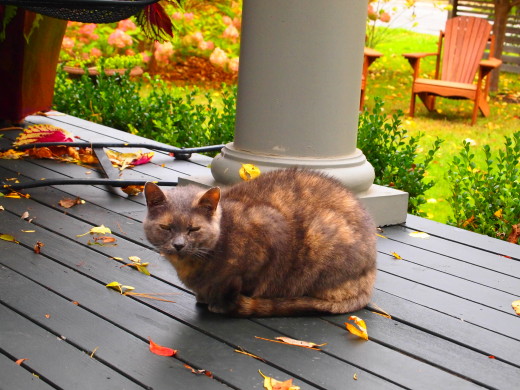 The perfect Fall cat in Rhode Island