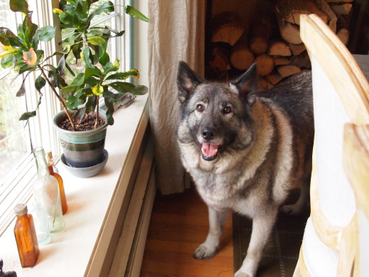 Beautifil Sequoia waits for her humans by the window in the Berkshires